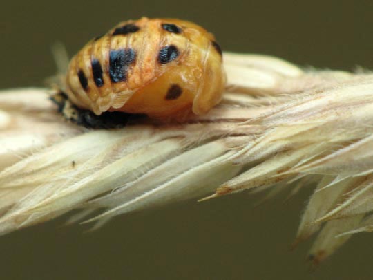 Asiatischer Marienkäfer, Harmonia axyridis