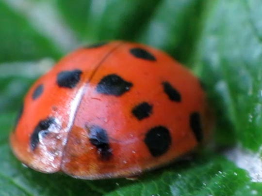 Asiatischer Marienkäfer, Harmonia axyridis