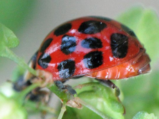 Asiatischer Marienkäfer, Harmonia axyridis