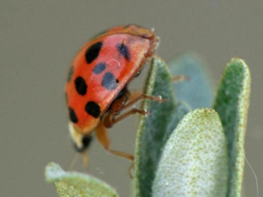 Asiatischer Marienkäfer, Harmonia axyridis