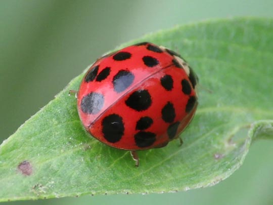 Asiatischer Marienkäfer, Harmonia axyridis