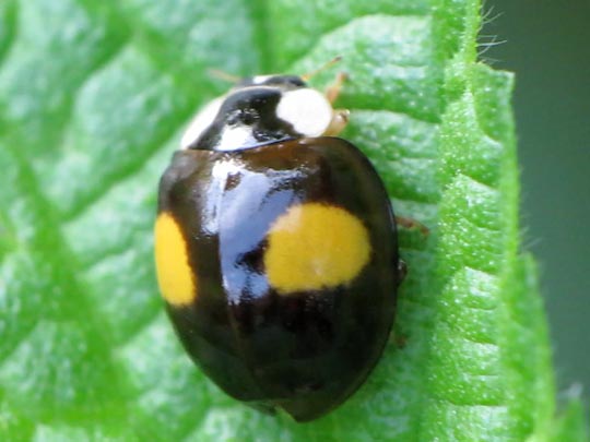 Asiatischer Marienkäfer, Harmonia axyridis