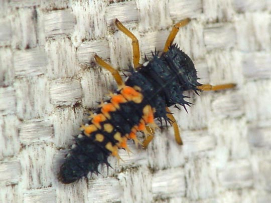 Asiatischer Marienkäfer, Harmonia axyridis