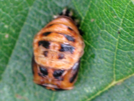 Asiatischer Marienkäfer, Harmonia axyridis
