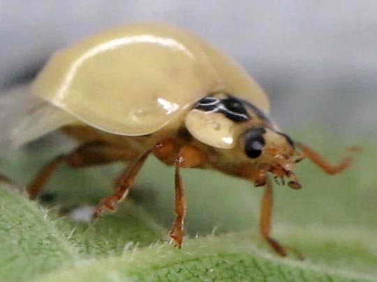 Asiatischer Marienkäfer, Harmonia axyridis