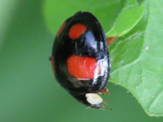 Asiatischer Marienkäfer, Harmonia axyridis