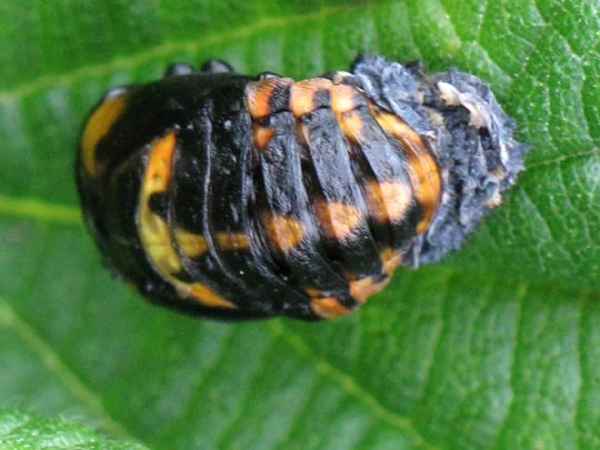 Asiatischer Marienkäfer, Harmonia axyridis