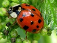 Asiatischer Marienkäfer, Harmonia axyridis