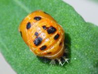 Asiatischer Marienkäfer, Harmonia axyridis