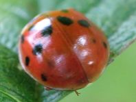 Asiatischer Marienkäfer, Harmonia axyridis