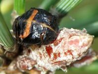 Asiatischer Marienkäfer, Harmonia axyridis