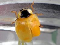 Asiatischer Marienkäfer, Harmonia axyridis