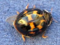 Asiatischer Marienkäfer, Harmonia axyridis