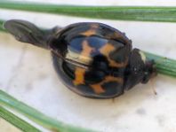 Asiatischer Marienkäfer, Harmonia axyridis