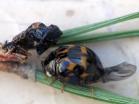 Asiatischer Marienkäfer, Harmonia axyridis