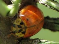 Asiatischer Marienkäfer, Harmonia axyridis