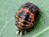 Asiatischer Marienkäfer, Harmonia axyridis