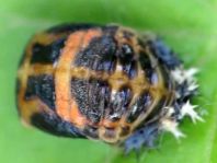 Asiatischer Marienkäfer, Harmonia axyridis