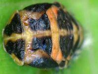 Asiatischer Marienkäfer, Harmonia axyridis