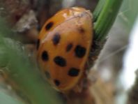 Asiatischer Marienkäfer, Harmonia axyridis