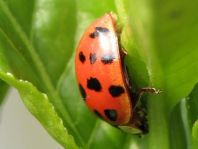 Asiatischer Marienkäfer, Harmonia axyridis