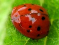 Asiatischer Marienkäfer, Harmonia axyridis