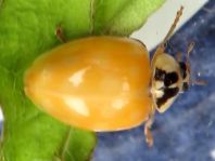 Asiatischer Marienkäfer, Harmonia axyridis