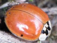 Asiatischer Marienkäfer, Harmonia axyridis