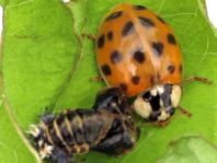 Asiatischer Marienkäfer, Harmonia axyridis