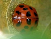 Asiatischer Marienkäfer, Harmonia axyridis