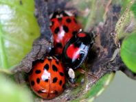 Asiatischer Marienkäfer, Harmonia axyridis