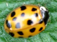 Asiatischer Marienkäfer, Harmonia axyridis