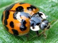 Asiatischer Marienkäfer, Harmonia axyridis