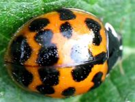 Asiatischer Marienkäfer, Harmonia axyridis
