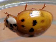 Asiatischer Marienkäfer, Harmonia axyridis