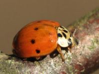 Asiatischer Marienkäfer, Harmonia axyridis