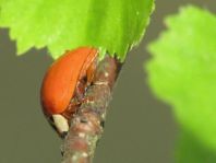 Asiatischer Marienkäfer, Harmonia axyridis