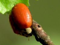 Asiatischer Marienkäfer, Harmonia axyridis