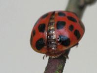 Asiatischer Marienkäfer, Harmonia axyridis