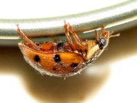 Asiatischer Marienkäfer, Harmonia axyridis