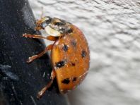 Asiatischer Marienkäfer, Harmonia axyridis