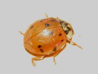 Asiatischer Marienkäfer, Harmonia axyridis