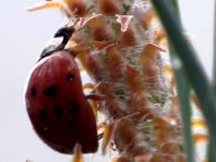 Asiatischer Marienkäfer, Harmonia axyridis