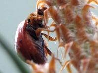 Asiatischer Marienkäfer, Harmonia axyridis