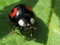Asiatischer Marienkäfer, Harmonia axyridis