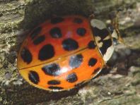 Asiatischer Marienkäfer, Harmonia axyridis