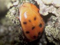 Asiatischer Marienkäfer, Harmonia axyridis