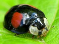 Asiatischer Marienkäfer, Harmonia axyridis
