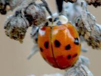 Asiatischer Marienkäfer, Harmonia axyridis