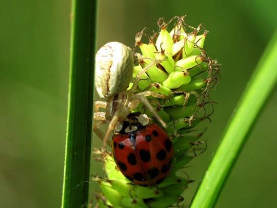 Asiatischer Marienkäfer, Harmonia axyridis